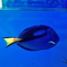 Paracanthurus Hepatus M