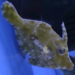 Acreichthys tomentosus - brzydal na aiptaise