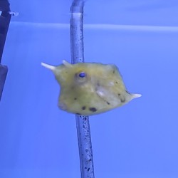 Lactoria cornuta