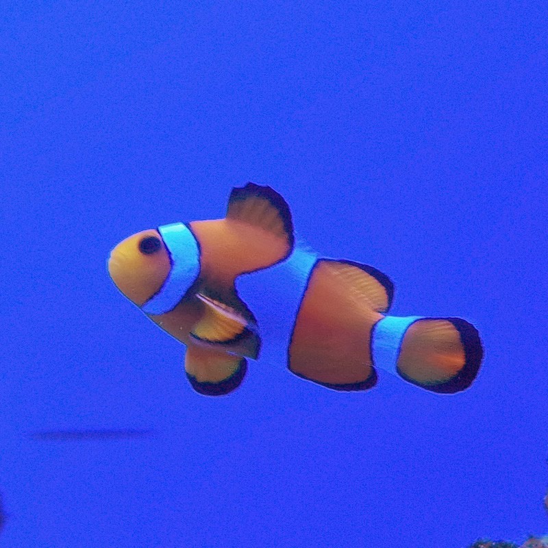 Amphiprion ocellaris