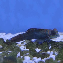 Synchiropus splendidus