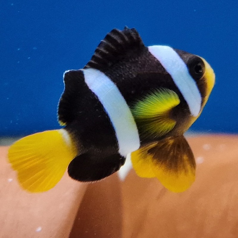 Amphiprion clarkii