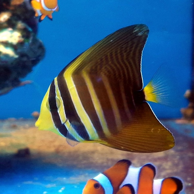 Zebrasoma veliferum S
