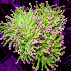 Euphyllia glabrescens Green...