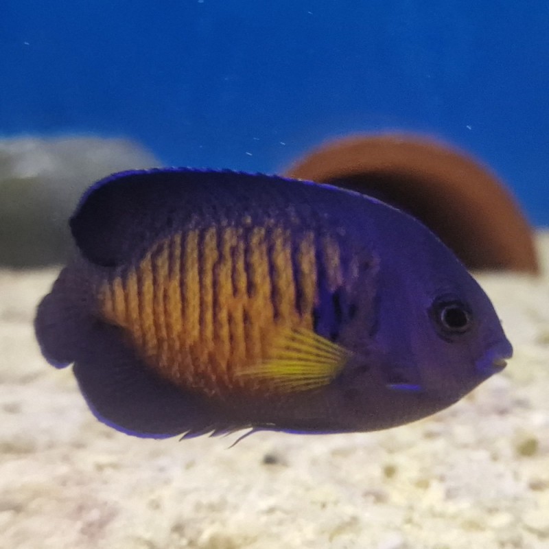 Centropyge bispinosa