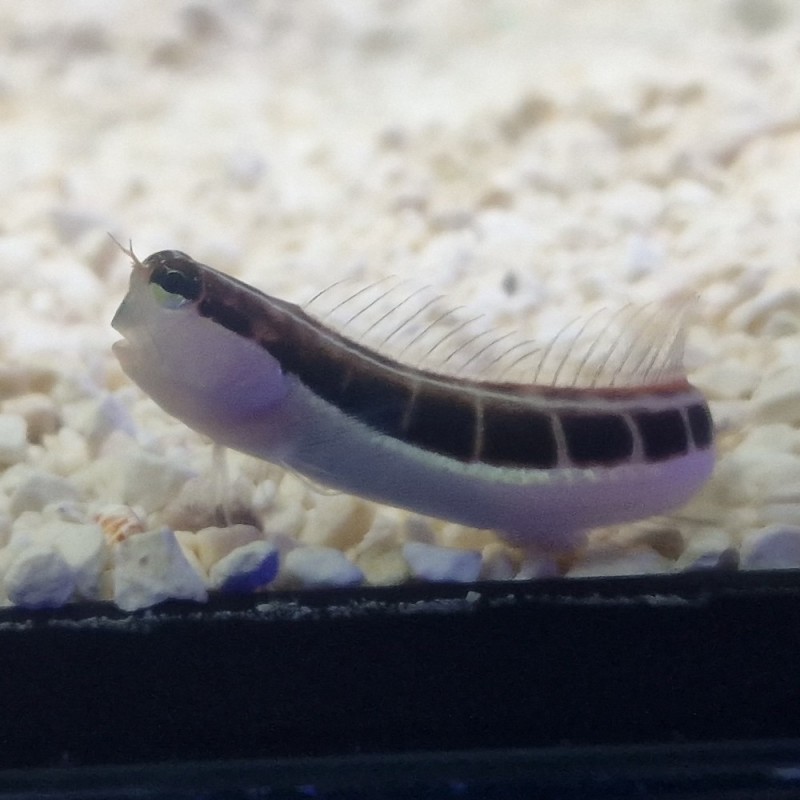 Ecsenius lineatus