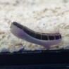 Ecsenius lineatus