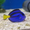 Paracanthurus hepatus S