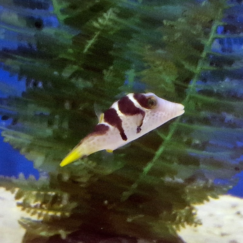 Canthigaster valentini