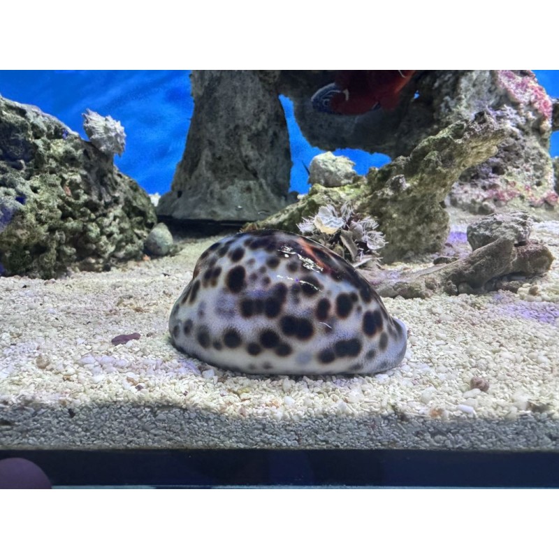 Cypraea tigris - ok 6-8cm