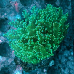 Euphyllia yaeyamaensis green