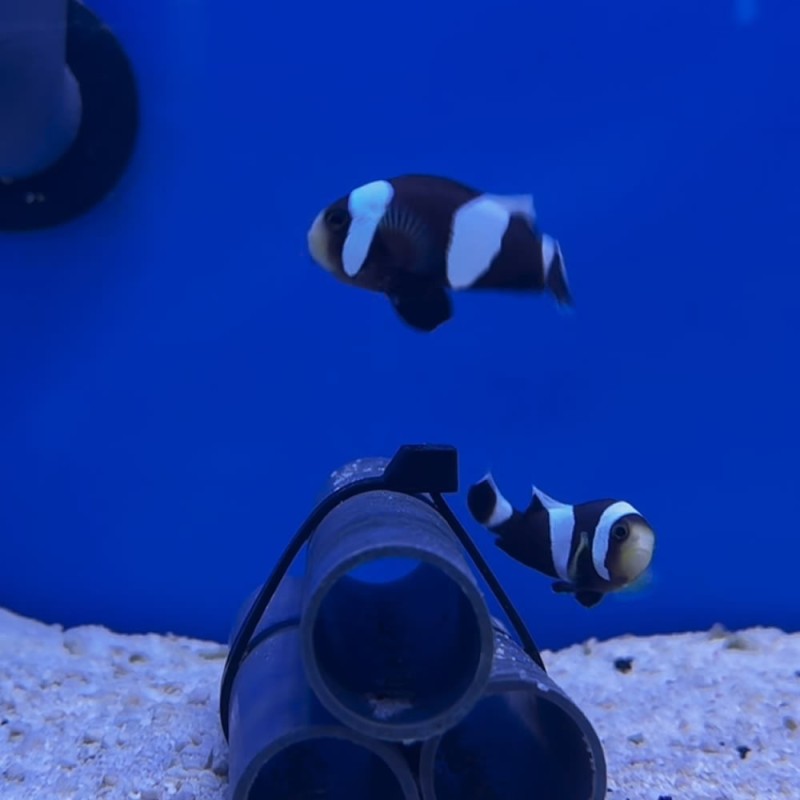 Amphiprion polymnus