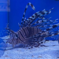 Pterois volitans (black)