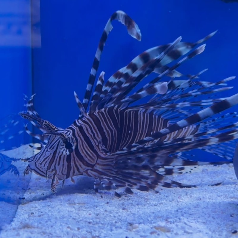 Pterois volitans (black)