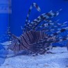 Pterois volitans (black)