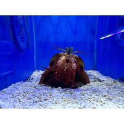 Odontodactylus scyllarus -...