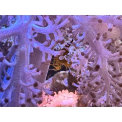 Thor amboinensis - sexy shrimp