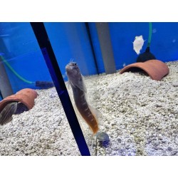 Ecsenius bicolor (Bicolor...