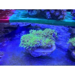 Pachyclavularia Green fluo...